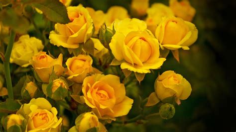 Tons of awesome hd flower wallpapers to download for free. Yellow Flowers Wallpapers Images Photos Pictures Backgrounds