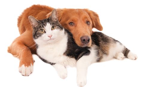 Charleston veterinary referral center is the most advanced and comprehensive small animal referral and emergency hospital in charleston and the southeast. Why Diagnosing Pancreatitis in Dogs and Cats is Still a ...