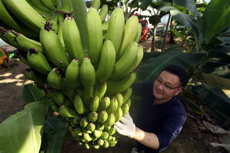 More Korean Bananas To Be Harvested This Year Amid Climate Change