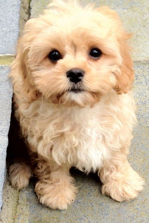 The Top 10 Cutest Mixed Dog Breeds Designer Dogs Breeds