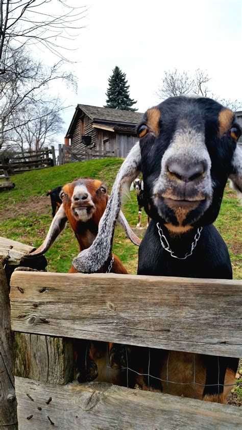Crazy Eyed Goats Goats Funny Cute Goats Goats