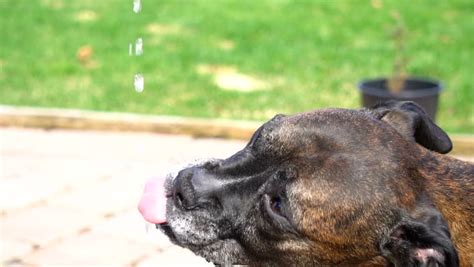 Sometimes your dog won't want to drink water. Dog Drinking Water On a Stock Footage Video (100% Royalty ...