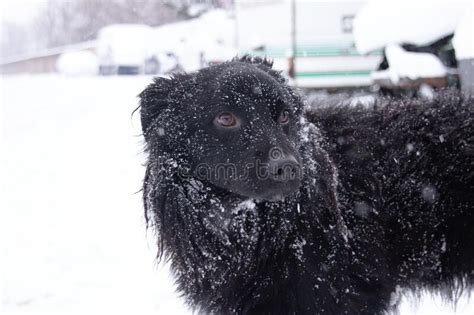 Black Fluffy Dog In The Snow Closeup Stock Image Image Of Mixed