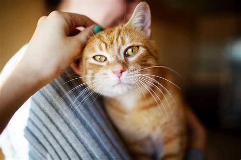 People Are Getting Sicker From Cat Scratch Disease Shots Health