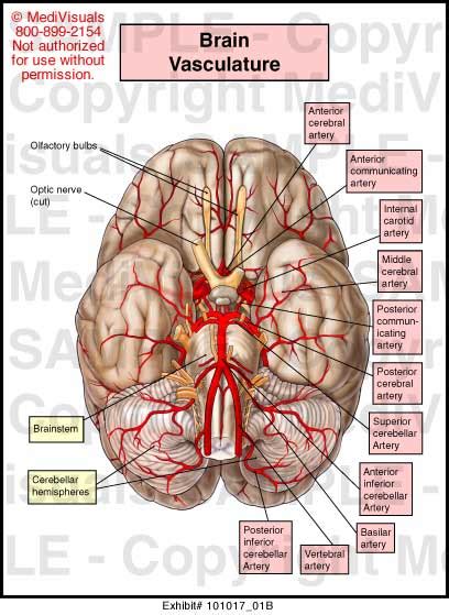 Brain Vasculature Medical Illustration Medivisuals