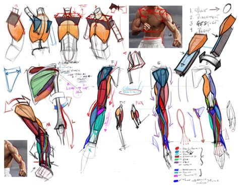 Arm Notes Arm Anatomy Human Anatomy Drawing Anatomy Reference
