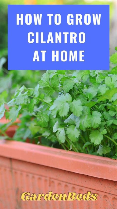 How To Grow Cilantro At Home Herbs Container Gardening Vegetables
