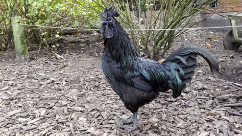 Ich werde die gans dem reichen bringen und ihn um brot bitten. aber du sollst sie gerecht teilen, dann gebe ich dir brot. (setzen sie eine richtige variante des schwachen oder des starken verbs ein). Ayam Cemani - Medienwerkstatt-Wissen © 2006-2017 ...