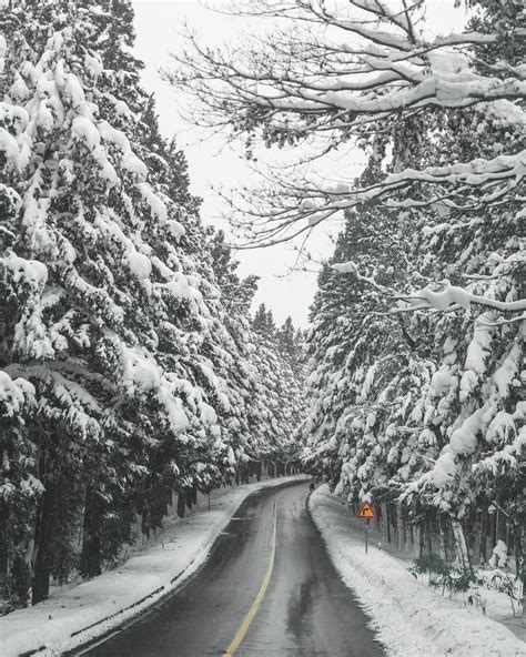 Road Through The Snow Covered Bijarim Forest Full Of Japanese Nutmeg