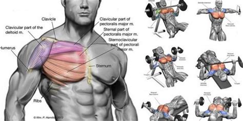 The Best Chest Exercises For Building A Broad Strong Upper Body