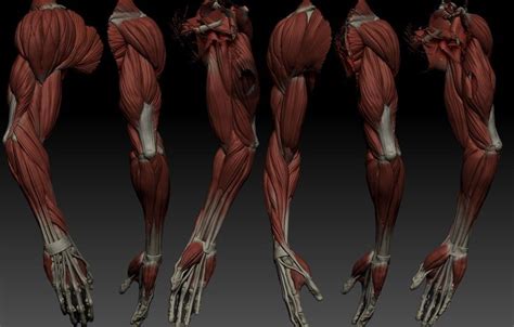 Female Anatomy Reference For Artists