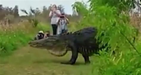 no hoax massive alligator caught on video in florida