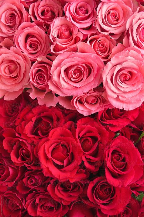Pink And Red Roses Bouquet Background By Pixel Stories
