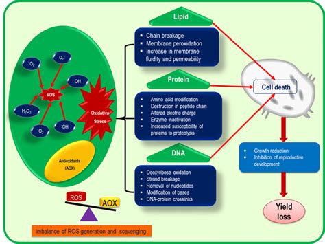 Consequences Of Oxidative Stress On Different Cellular Mechanisms The