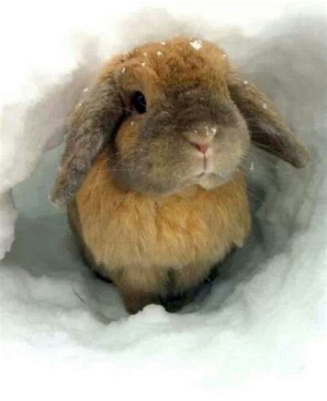 Snow Bunny Cute Animals Cute Creatures Funny Animals