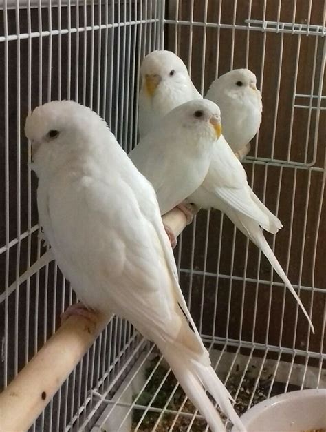 Budgie Albino Understanding The Rare White Feathered Pet Bird Content