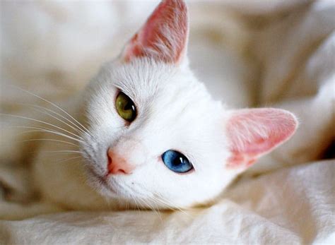 What Are The Causes Of Odd Eyed Cats Cats In Care