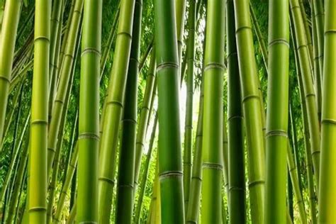 Planta De Bambu Noticias De Jardim