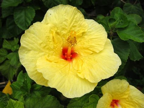 Yellow Hibiscus Nature Flowers Hibiscus Yellow Hd Wallpaper Pxfuel