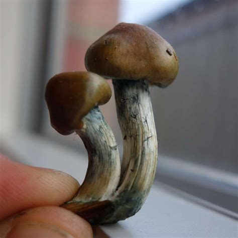 Magic Mushrooms Victoria All Mushroom Info