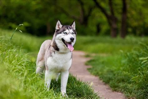 13 Husky Colors Picking The Most Beautiful One