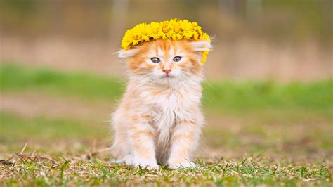 Cute Brown White Cat With Flower Wreath Is Sitting On