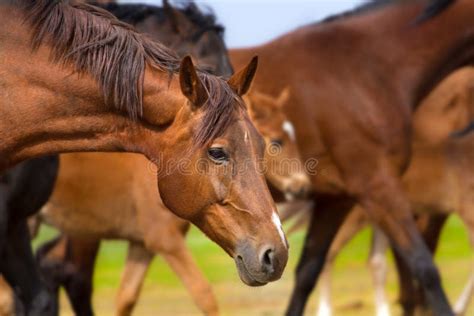 Horses Portrait In Motion Stock Photo Image Of Background 80142824