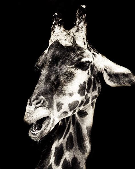 You Asked So Here It Is The Black And White Version Of The Giraffe I