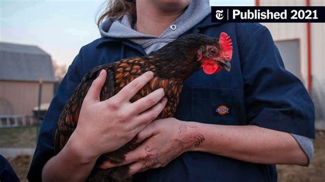 Stop Kissing And Snuggling Chickens Cdc Says After Salmonella