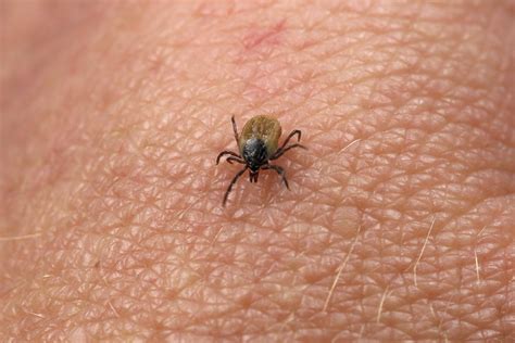 Ticks are known to transmit lyme disease, bourbon. Expert Warns of New Tick-borne Disease - UConn Today