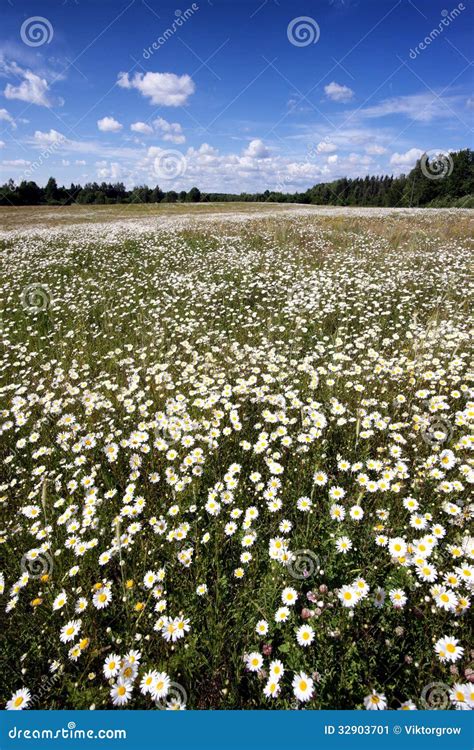 A Field Of Daisies On A Sunny Summer Day Stock Image Image Of Floral