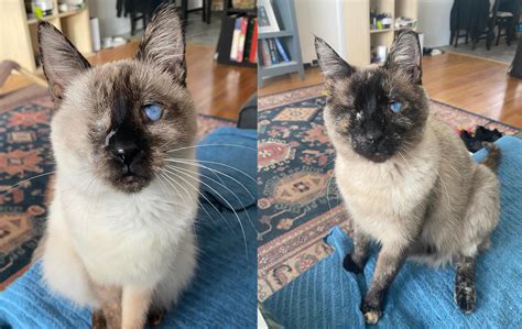 Adopted A Siamese Cat From Ca And I Live In Wa Found Out Their Points