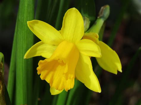 Herbal Picnic Daffodil