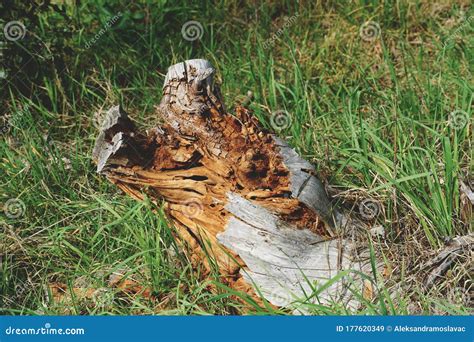 Broken Wooden Tree Stump Laid In The Forest Stock Image Image Of