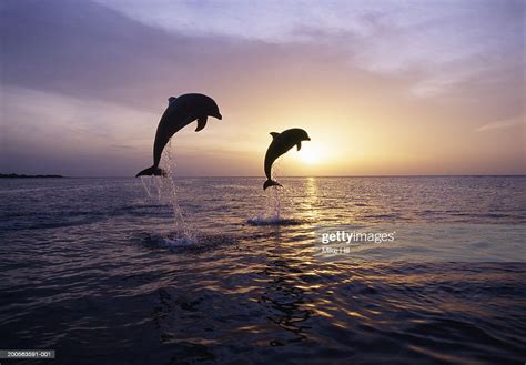 Silhouettes Of Two Bottle Nosed Dolphins Jumping From Sea At Sunset