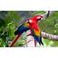 Large Tropical Parrot Colored Background Lap Top And Mobile Phones 