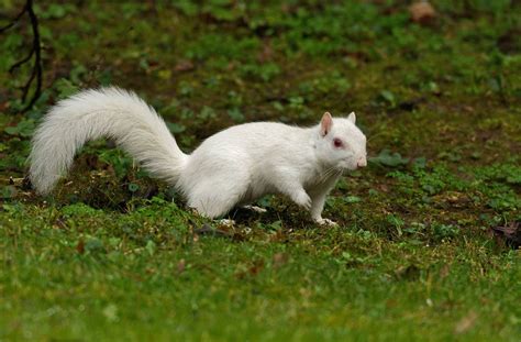 Why Are Some Squirrels Of The Same Species Different Colours