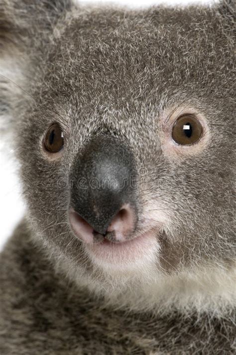 Close Up Portrait Of Male Koala Bear Stock Photo Image Of Mammal Arboreal 10939828