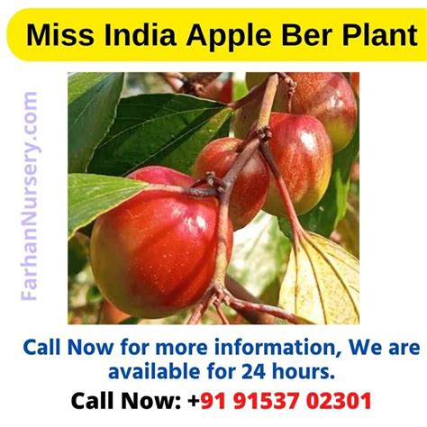 Miss India Apple Ber Plant Best Plant Nursery In West Bengalkolkata। Farhan Nursery फरहान नर्सरी