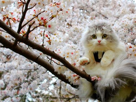 Funny Cats Beautiful Spring Day