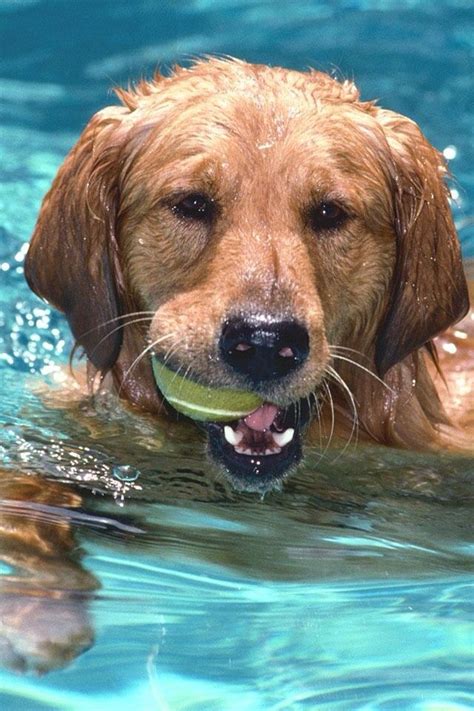 Go Get The Ball Dog Swimming Dog Pool Swimming Pools All Breeds Of