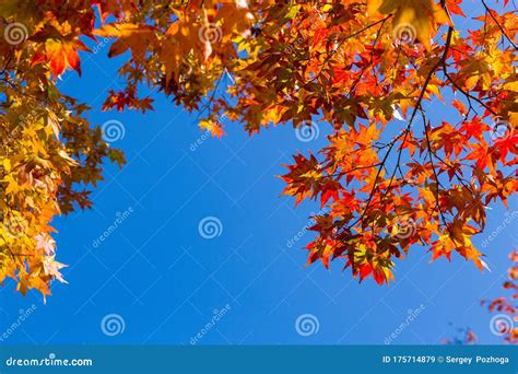 Japanese Maples Maple Leaves Stock Image Image Of Autumnal Colorful
