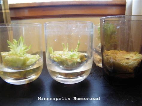 In today's videos i will be showing you how to regrow lettuce after you use it with just some water!!!watch part 2: Grow Lettuce From Stumps: Does it Work? - Minneapolis ...