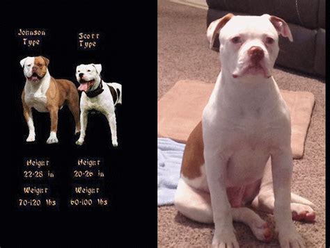 What Is The Difference Between The Johnson And Standard American Bulldog