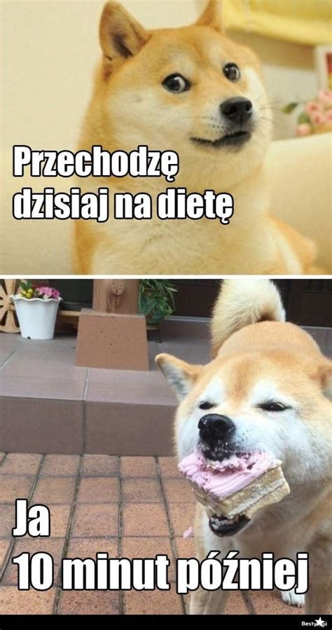 Psie Memy Te żarty Z Czworonogów Przyprawiają O Ból Brzucha Ze śmiechu Nowa Trybuna Opolska