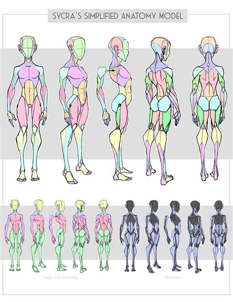 Sycra Simplified Anatomy Model Character Design Human Anatomy Art