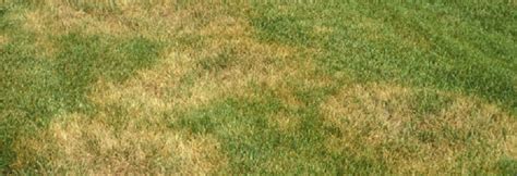 Brown Patch Lawn Disease Treatment