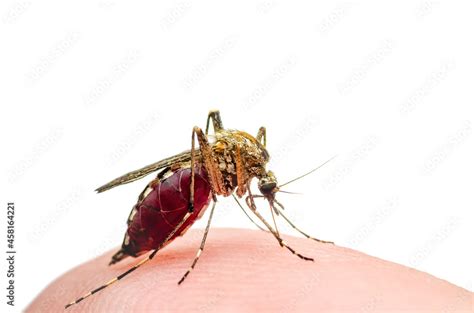 Dangerous Malaria Infected Mosquito Bite Isolated On White