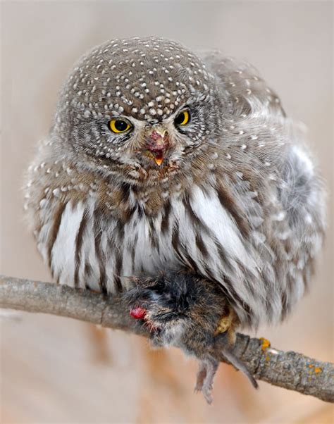 Paul Higgins Lunch With A Nothern Pygmy Owl