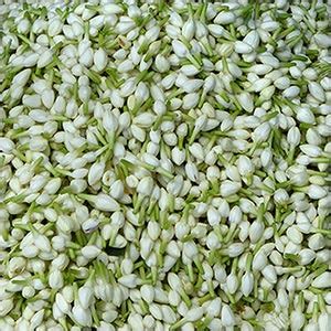 There are two types of jasmine: Dried Jasmine Flower Wholesale Supplier and Manufacturer ...